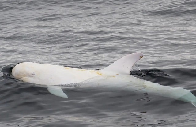 Dauphin albinos prénommé Casper