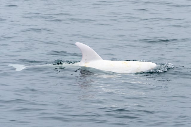 Dauphin albinos 