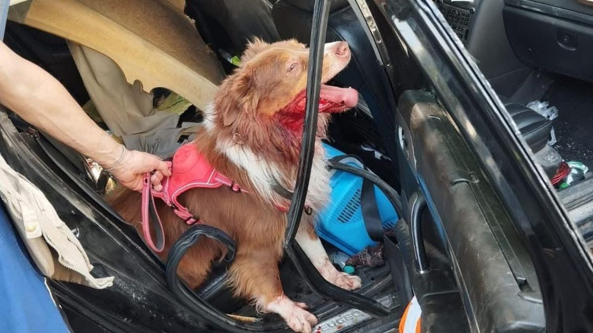 Un chien sauvé après avoir été oublié dans une voiture garée en plein soleil, le 19 août à Metz