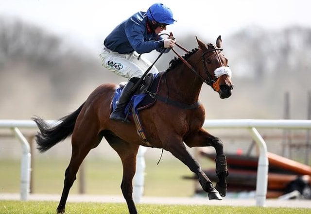 Le cheval Wbee en 2021