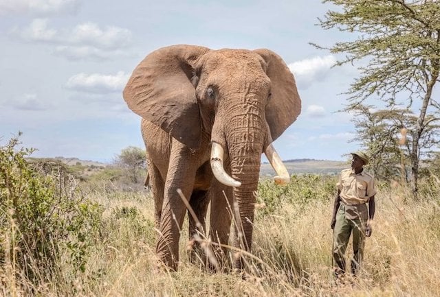 L'éléphant Bupa