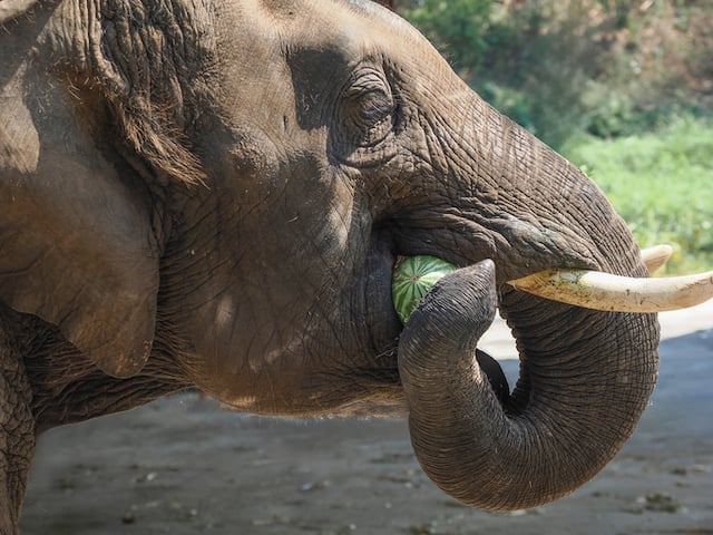 Un éléphant en train de manger une pastèque 