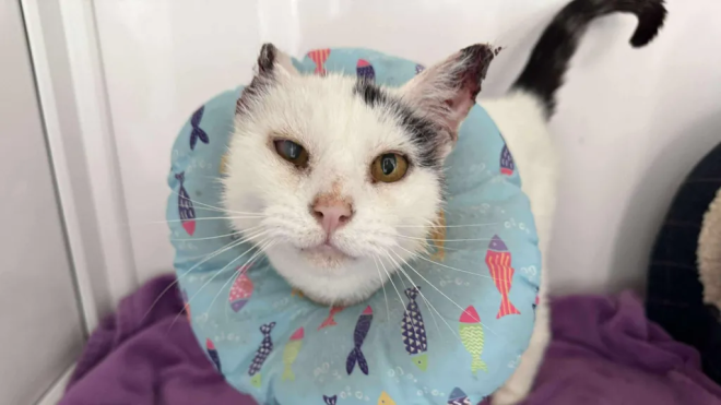 Le chat Mittens après son opération