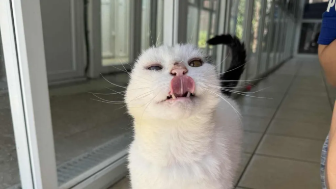Le chat Mittens