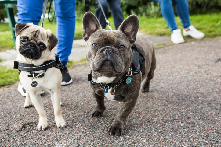 Un carlin et bouledogue français