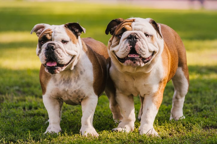 Un bouledogue anglais