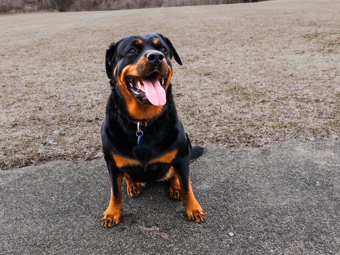 Un rottweiller