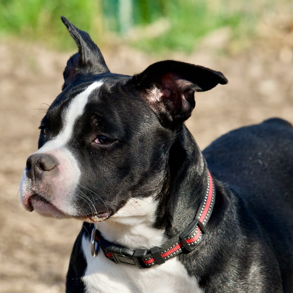 Un bouledogue américain