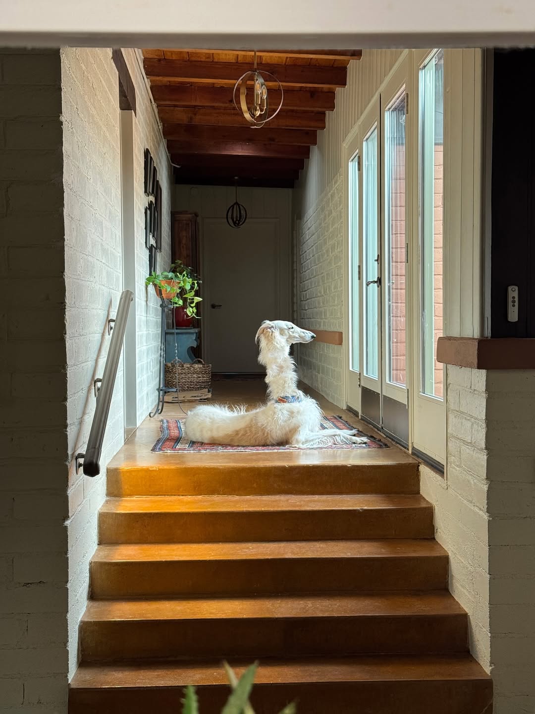 Le chien au long cou