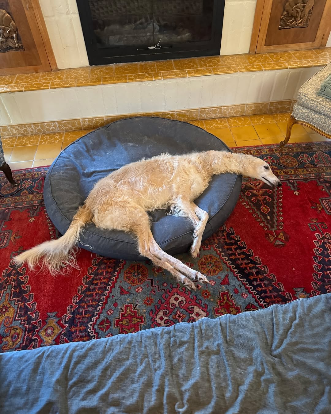 Le chien au long cou dort