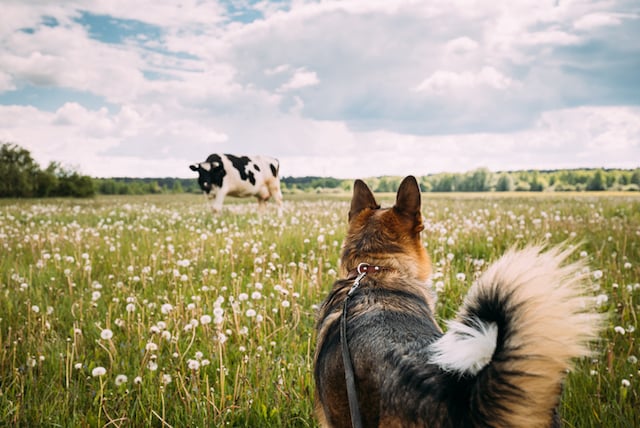 Un chien qui observe une vache dans un pâturage 