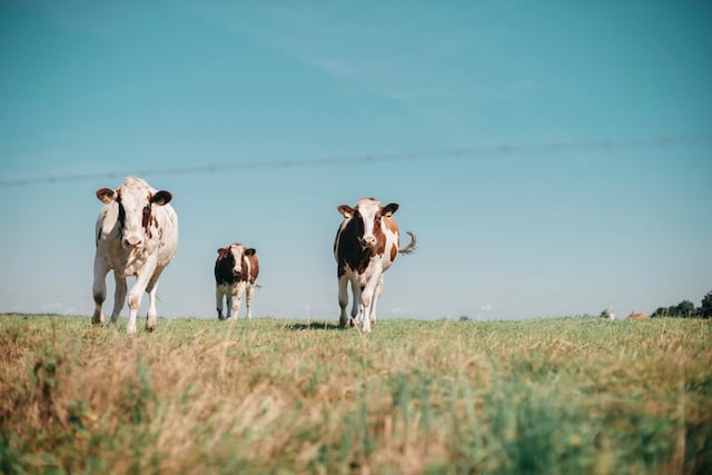 Trois vaches dans un pâturage 