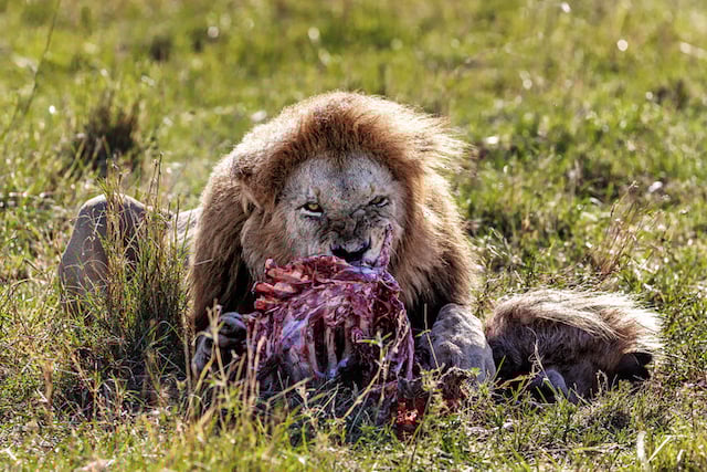 Un lion en train de dévorer sa proie