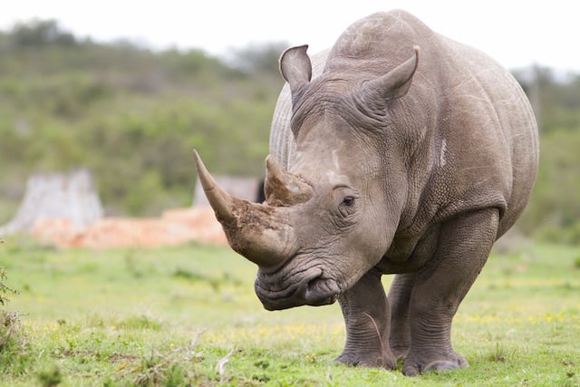 Gros plan sur un rhinocéros 