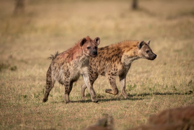 Deux hyènes dans la savane