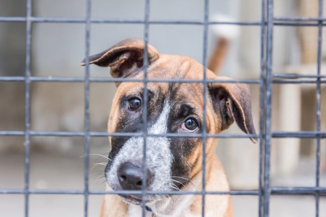 Un chien dans une cage