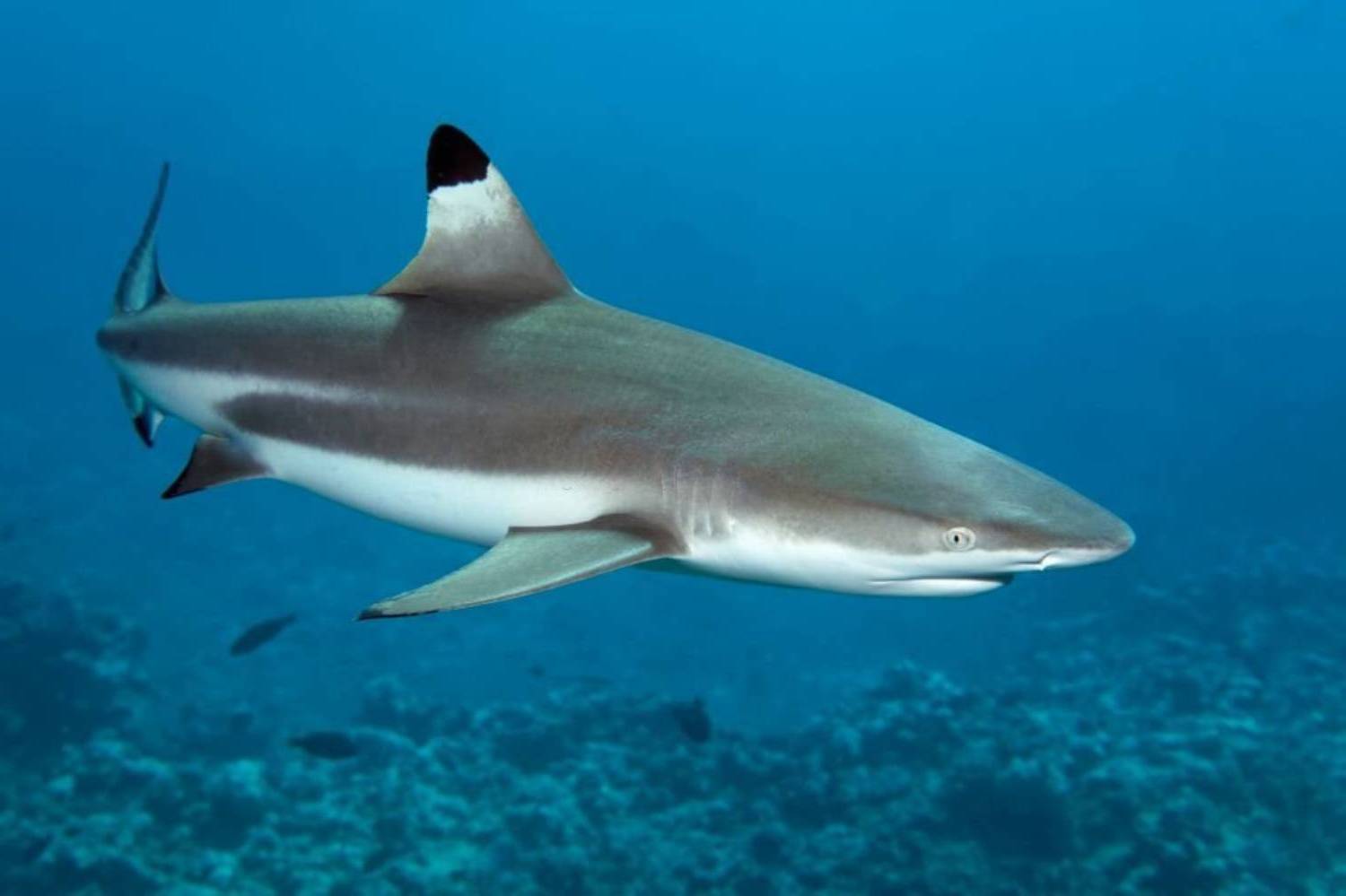 Un requin à pointe noire