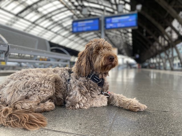Un chien allongé sur un quai de gare