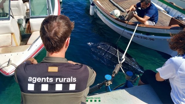 Sauvetage de la tortue luth 