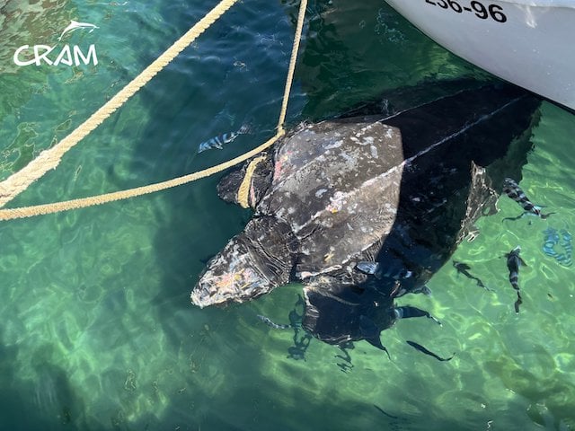 Sauvetage de la tortue luth 