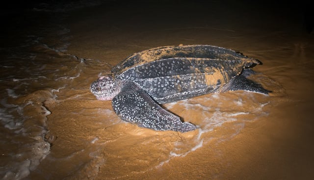 Tortue luth sur une plage