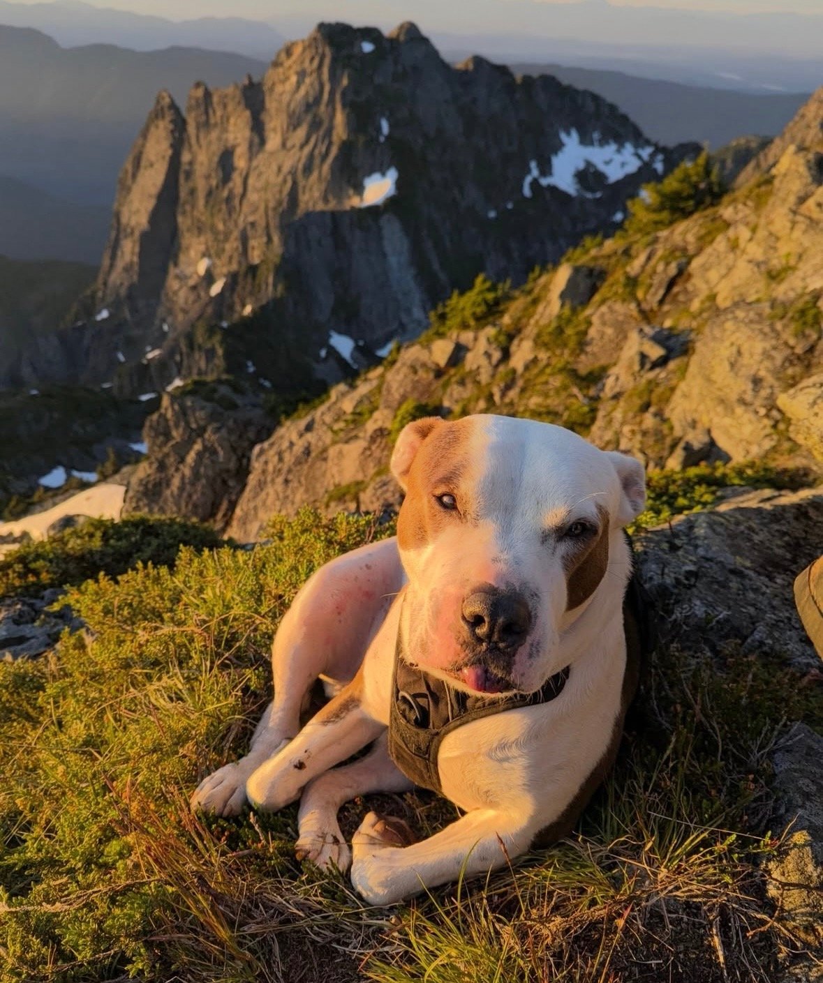Le chien de Margaux