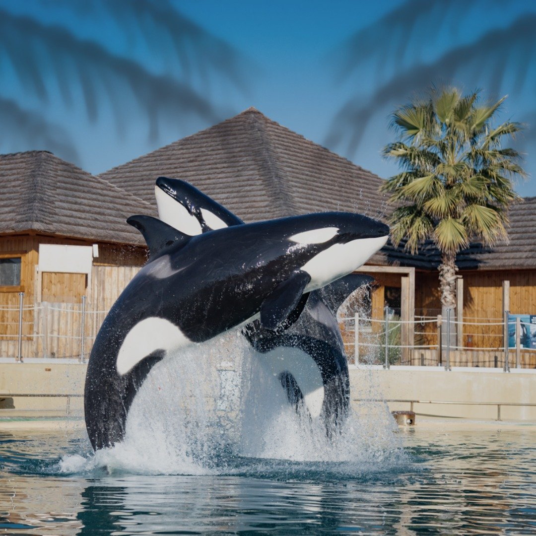Les orques de Marineland