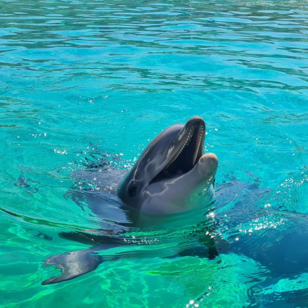 Un dauphin de Marineland