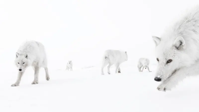 Des loups arctiques