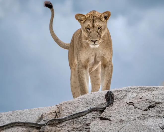 Une lionne