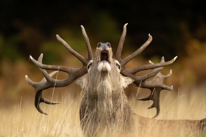 Un cerf