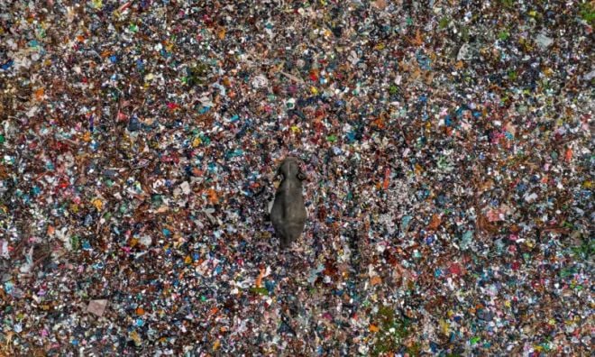 Un éléphant dans une décharge