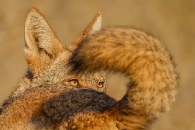 Un renard