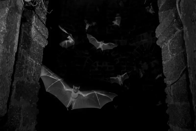 Des chauves-souris