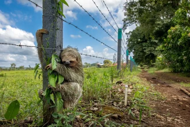 Un paresseux accroché à un poteau