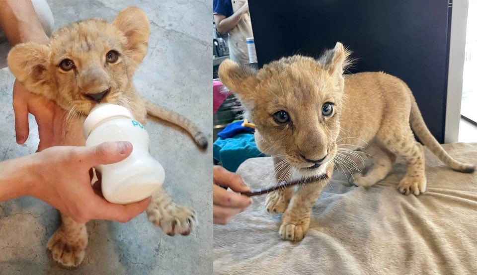 Un lionceau dans un 
