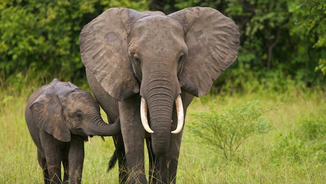 Un éléphant et son petit