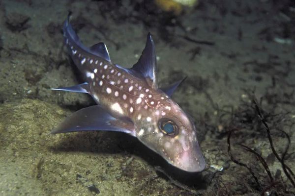 Un requin fantôme