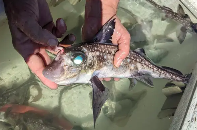 Un requin fantôme