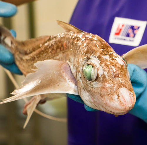 Un requin fantôme