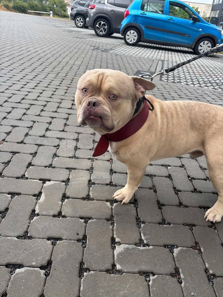 Pako, chien abandonné dans un taxi