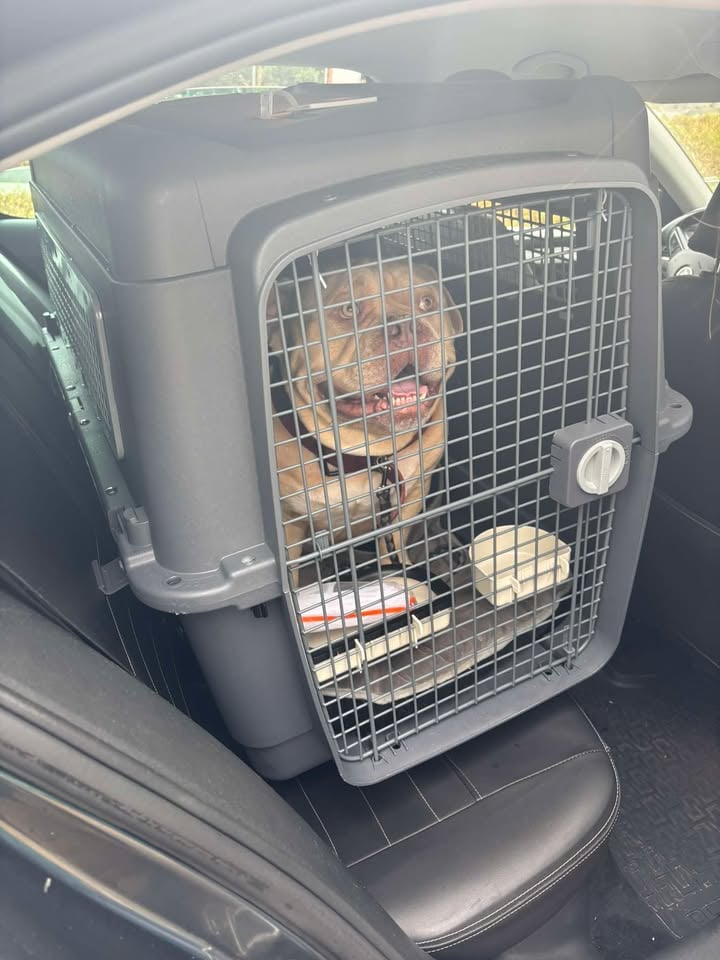 Pako, chien abandonné dans un taxi
