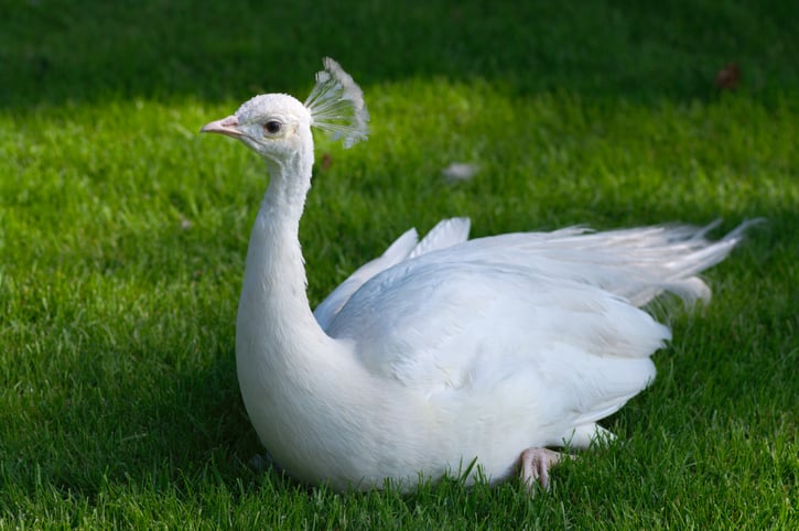 Un pigeon paon