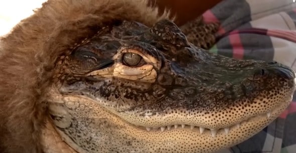 L'alligator Jinseioshi
