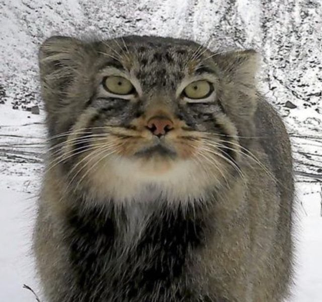 Le chat de Pallas photographié dans l'Himalaya 