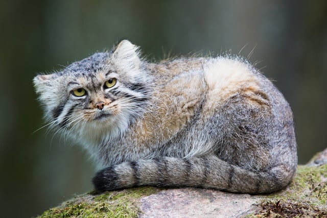 Chat de Pallas