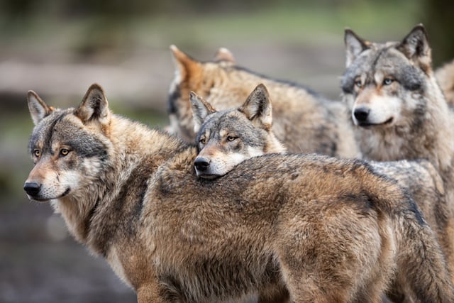 Une meute de loups