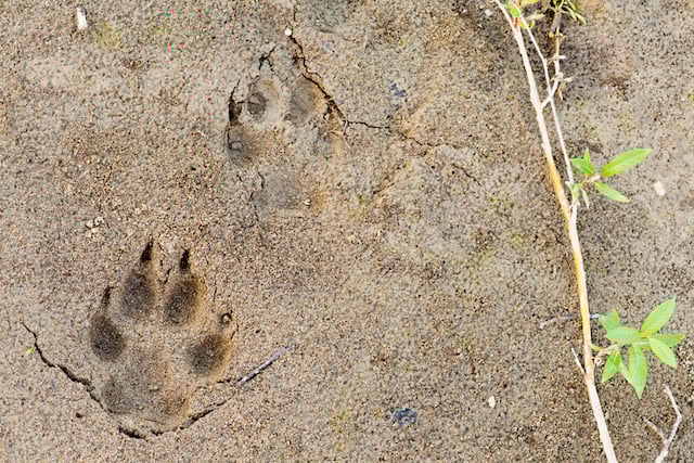 Deux empreintes de loup