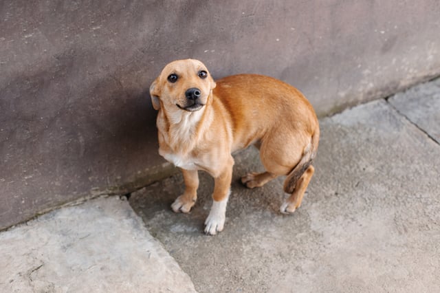 Chien affichant un air effrayé 