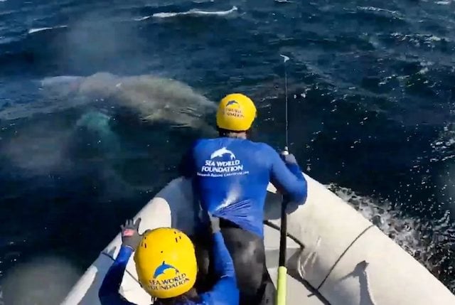 Capture d'écran montrant le sauvetage de la baleine à bosse 
